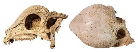 頭突き恐竜」世界最古の化石 進化当初からドーム状の頭：山陽新聞