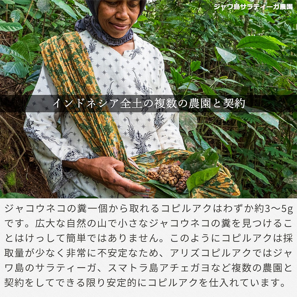爆安!!【コーヒー生豆】ジャバ/ロブスタ/インドネシア 8kg※送料無料