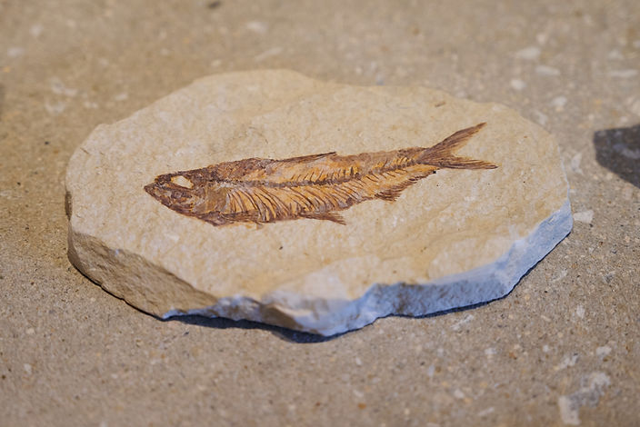 商品紹介】古代魚ナイティア（新生代始新世、アメリカ・ワイオミング州）