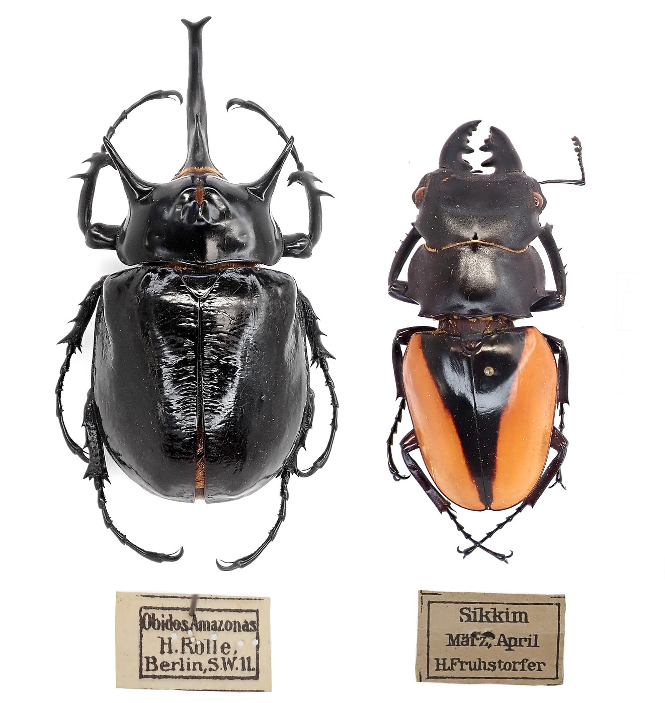 昆虫標本箱 中型ドイツ箱 2個セットA 中型ドイツ箱セット □B2