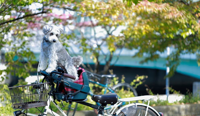 Buddy rider | TradersJapan.,Inc.