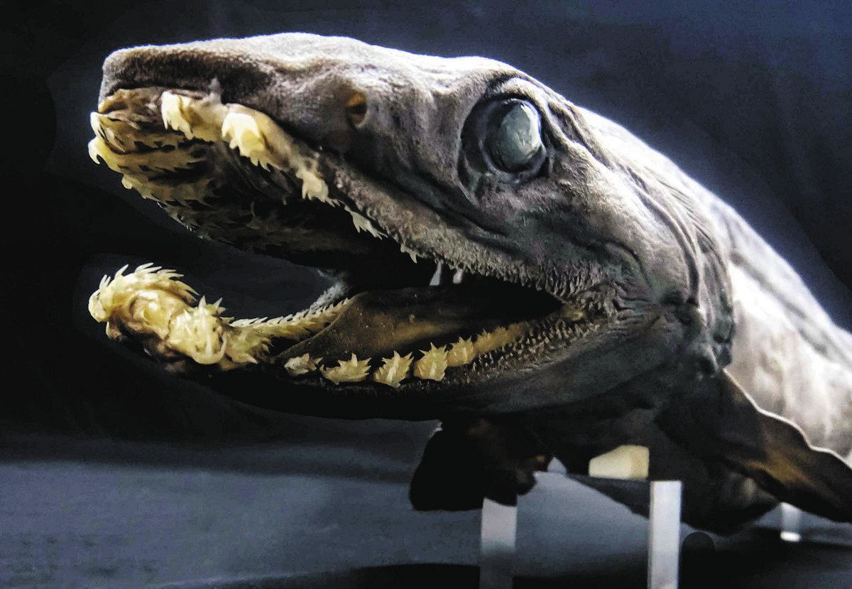 ラブカ（Chlamydoselachus anguineus）の顎骨標本 ラブカ