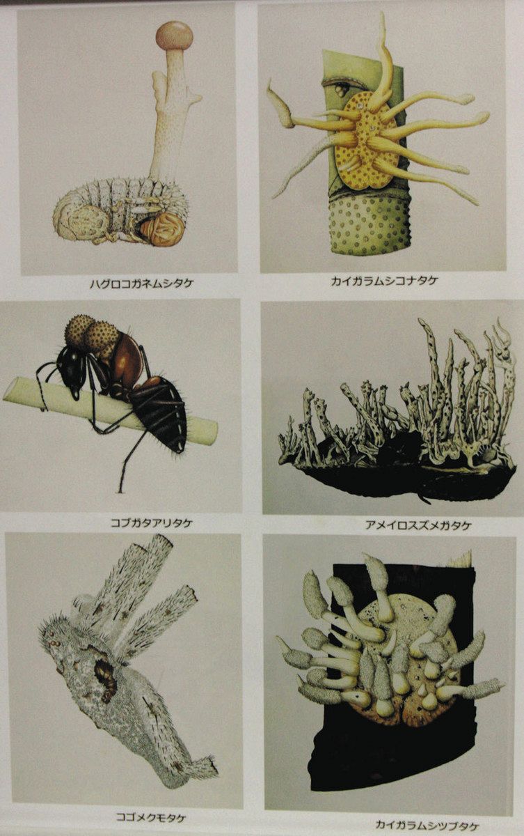 冬虫夏草図鑑 カラー版 カラー版 冬虫夏草図鑑 冬虫夏草図鑑 カラー版