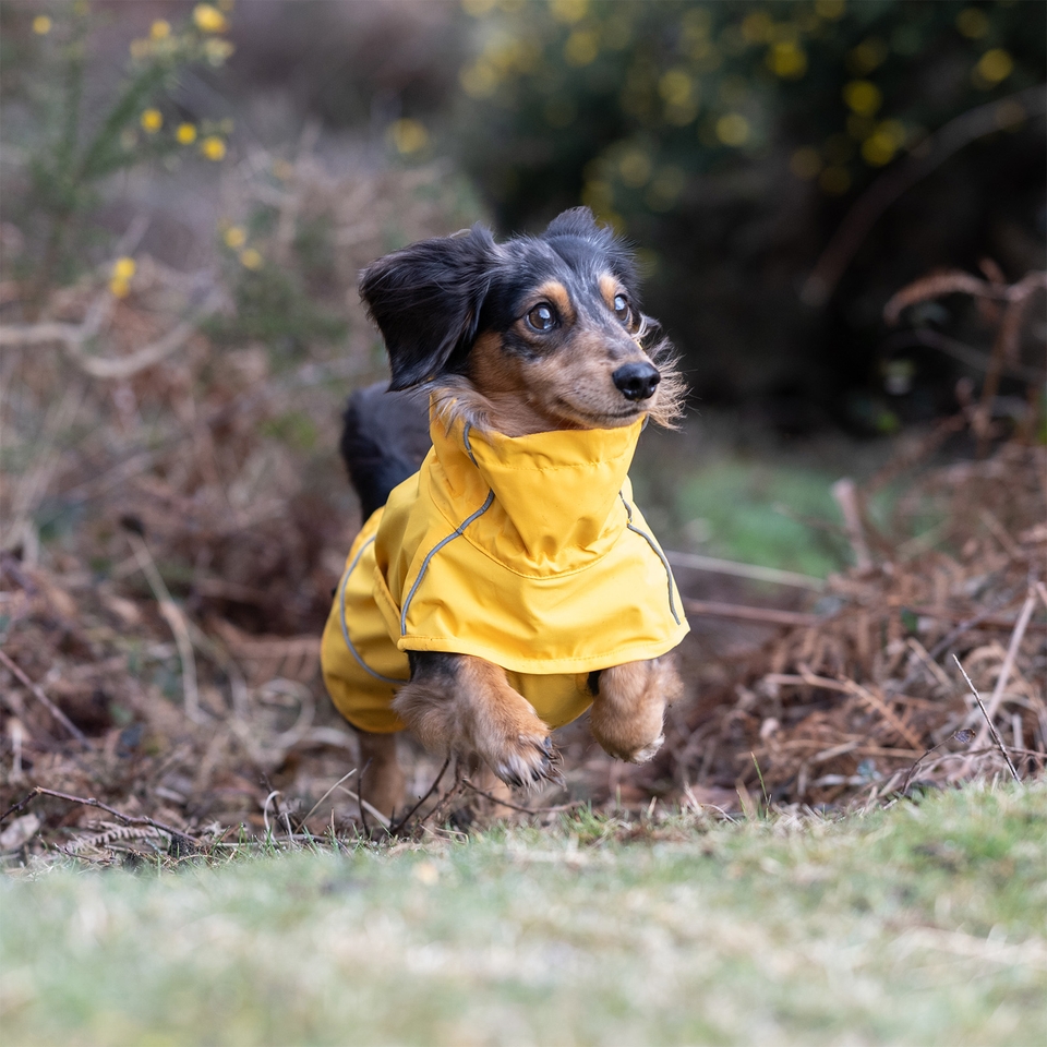 Hayton Eco Raincoat - Yellow | Rukka Pets US