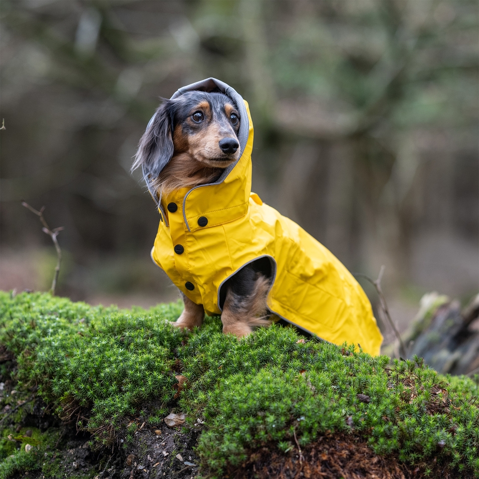 Stream Raincoat - Yellow | Rukka Pets US