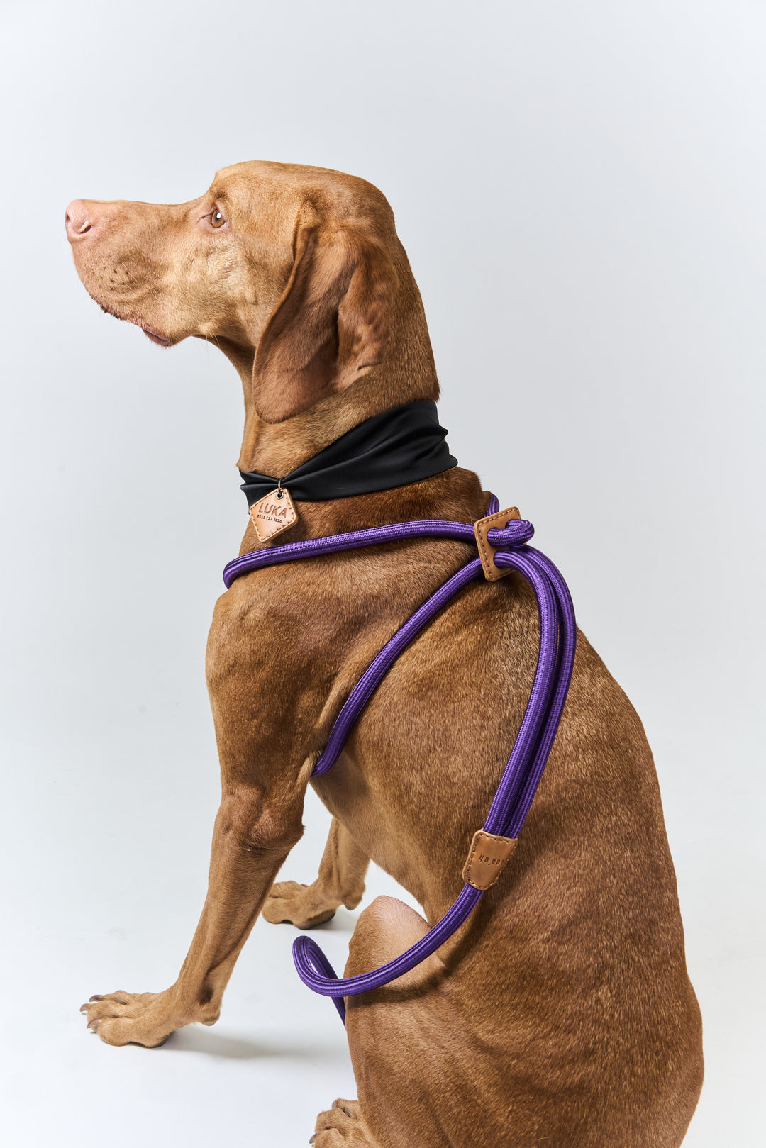 Boo Oh】RAY HARNESS – STANDING ON THE BLUE