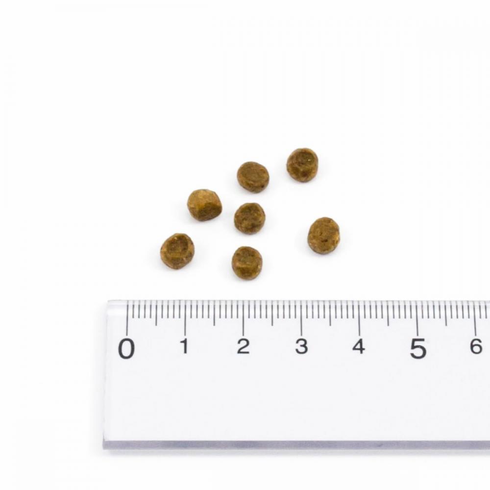 ナウフレッシュ NOW FRESH】グレインフリー キトン/1.36kg ターキー 猫