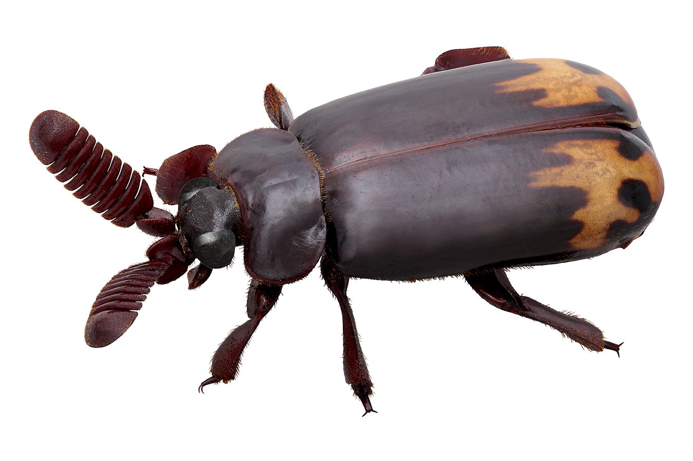 アトモンハバビロヒゲブトオサムシ – Kenji Kohiyama