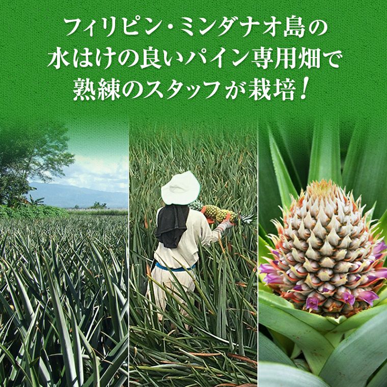 葉無し小玉 甘熟王パイン 7玉 | スミフルの美味しいマルシェ