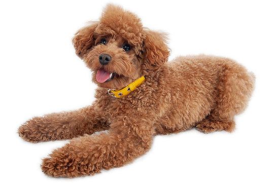 犬用 ユリナリーS/Oライト 8kg