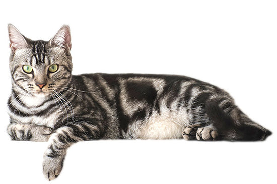 ⑧猫用 セレクトプロテイン(D&R) (2kg×2袋 4kg) ⑧猫用 セレクト