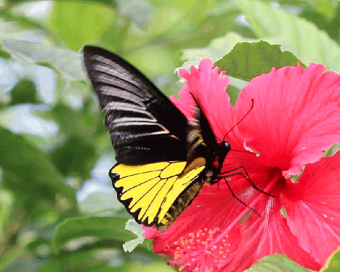 ag-koutoukisita1-douga-