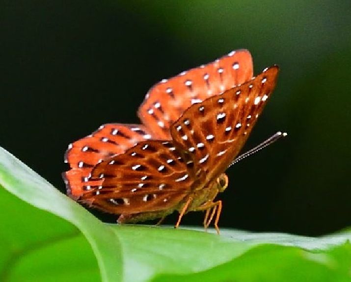 世界に分布する同属の蝶たち（シジミタテハ科）（著作：杉坂美典）