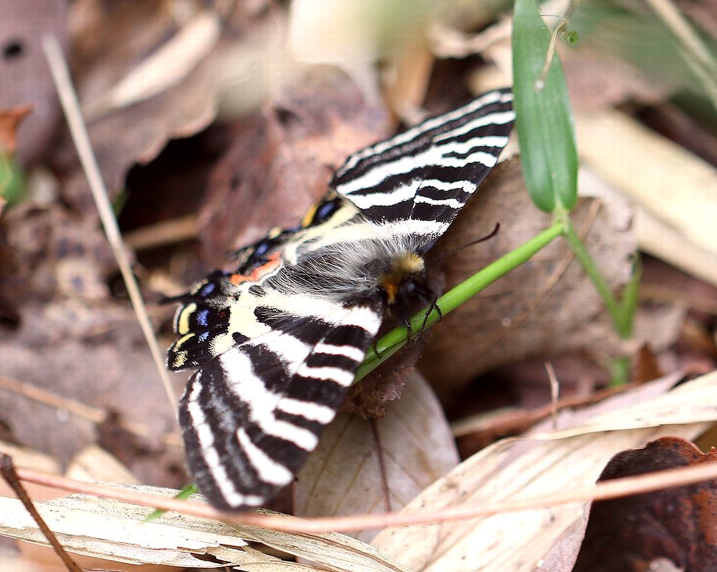 野外品】イエローテールエゾヒメギフ（1メス、北海道産）