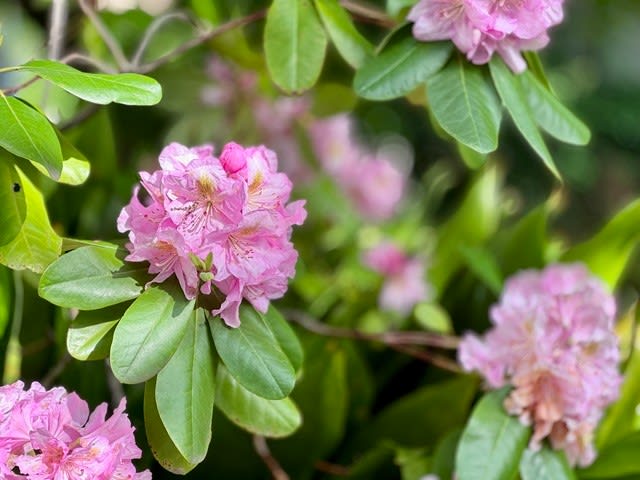 石楠花(しゃくなげ)の開花 | 【公式】座間郷総鎮守 鈴鹿明神社