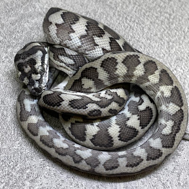 ボナリエンシスオオニジダイコクprブルー系大型パッキング標本